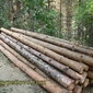 Подредени за извозване дървени трупи